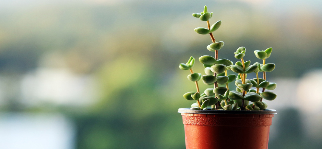 Transportul animalelor și  plantelor în UE